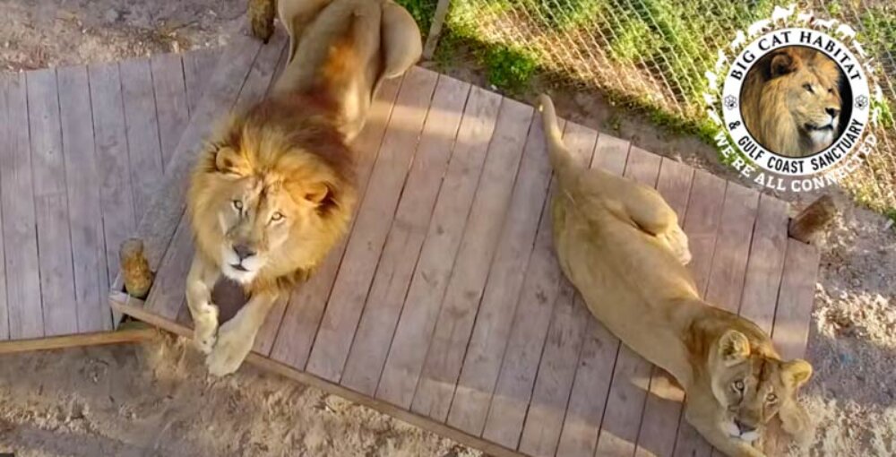 Big Cat Habitat & Gulf Coast Sanctuary